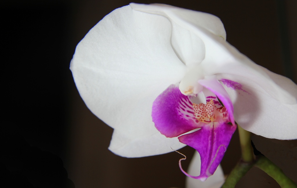 Orchid Bloom - Take II by northy