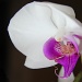 Orchid Bloom - Take II by northy