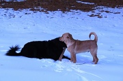 13th Feb 2012 - Dogs.