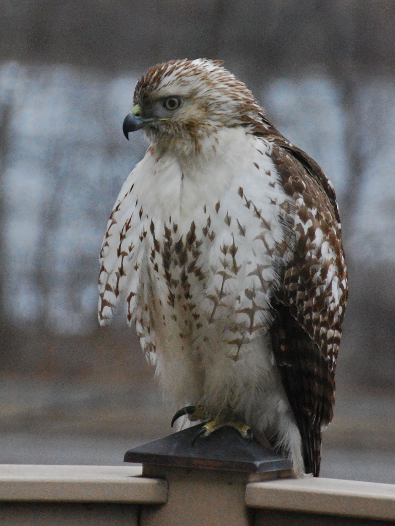 Immature Red-tailed Hawk by dakotakid35