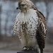 Immature Red-tailed Hawk by dakotakid35