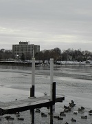 13th Feb 2012 - Grey Day with Ducks
