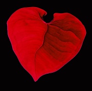 14th Feb 2012 - loved-up leaf