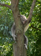 15th Jul 2010 - Koala Bear