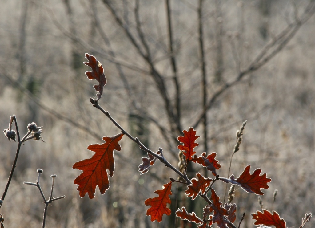 Frosted Oak Leaves by helenmoss