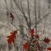 Frosted Oak Leaves by helenmoss