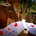 I Love Zoo 2 by kerristephens