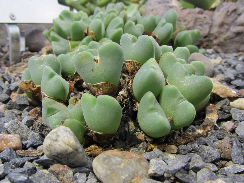 Conophytum conradii - Living pebbles, Sorakukka C IMG_3486 by annelis