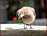 14th Feb 2012 - Happy Valentine's Day ~