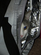 14th Feb 2012 - Kitty in a Bag