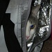Kitty in a Bag by mej2011