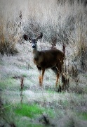 11th Feb 2012 - Doe a Deer...