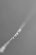 14th Feb 2012 - Suspended Waterdrops