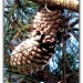 Pine cones by madamelucy