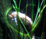 14th Feb 2012 - Lovely Shy Seahorse
