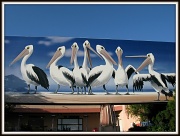 15th Feb 2012 - Pelicans Billboard