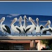 Pelicans Billboard by loey5150