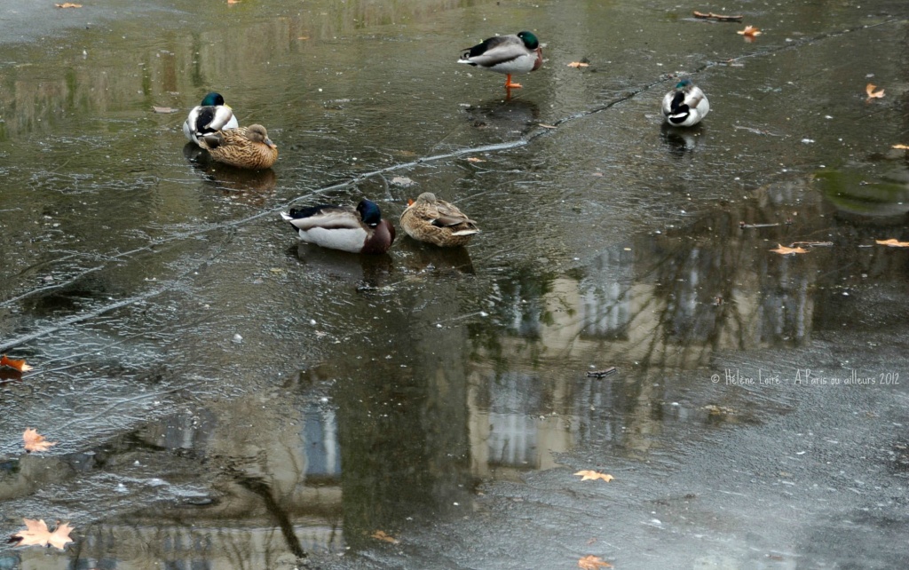 Just for fun: Ducks in reflection by parisouailleurs