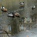 Just for fun: Ducks in reflection by parisouailleurs