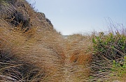 15th Feb 2012 - Beach Grass