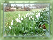 15th Feb 2012 - Spring greens
