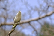 15th Feb 2012 - Star Magnolia Bud