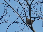 14th Feb 2012 - Wren in our Acer 