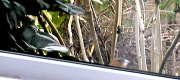 15th Feb 2012 - Look who is peeping in my  window this morning! 
