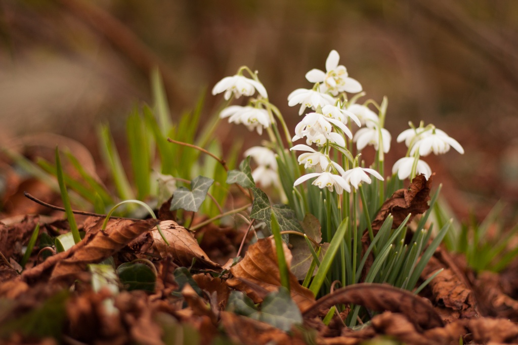Snowdrops by natsnell