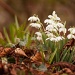 Snowdrops by natsnell