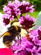 16th Feb 2012 - The humble bumble bee