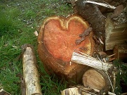 16th Feb 2012 - Have a Heart