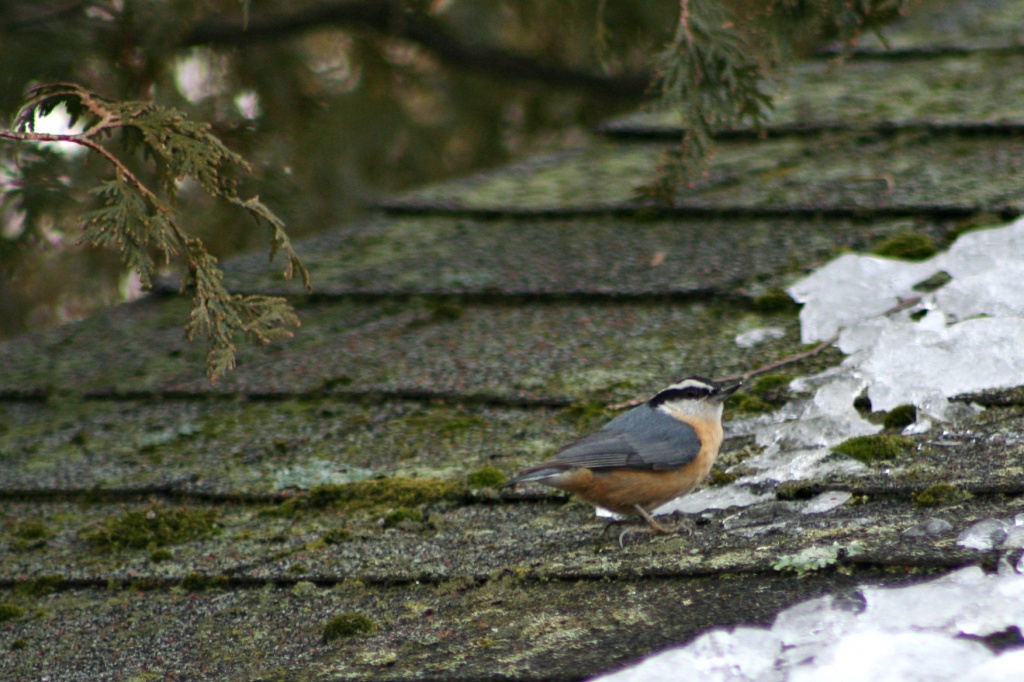 Red-Breasted Nuthatch  by lauriehiggins