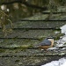 Red-Breasted Nuthatch  by lauriehiggins
