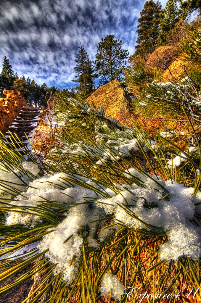Snowy Pines by exposure4u