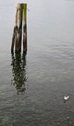 15th Feb 2012 - Mottled Sea