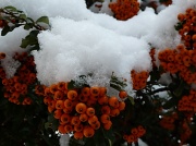 15th Feb 2012 - Snow berries