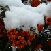 Snow berries by karendalling