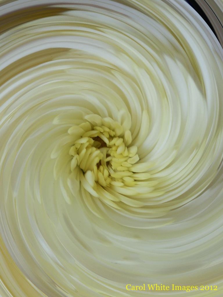 Chrysanthemum Swirl by carolmw