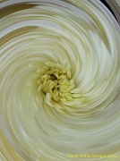 16th Feb 2012 - Chrysanthemum Swirl