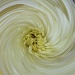 Chrysanthemum Swirl by carolmw