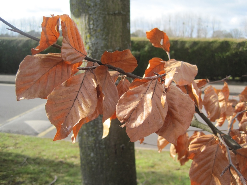 copper beech leaves in winter by quietpurplehaze