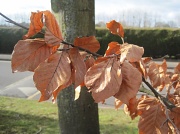 16th Feb 2012 - copper beech leaves in winter