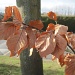 copper beech leaves in winter by quietpurplehaze