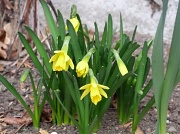 16th Feb 2012 - A Host of Golden Daffodils/Mellow Yellow