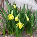 A Host of Golden Daffodils/Mellow Yellow by rosiekind