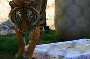 16th Feb 2012 - I Love Zoo 4