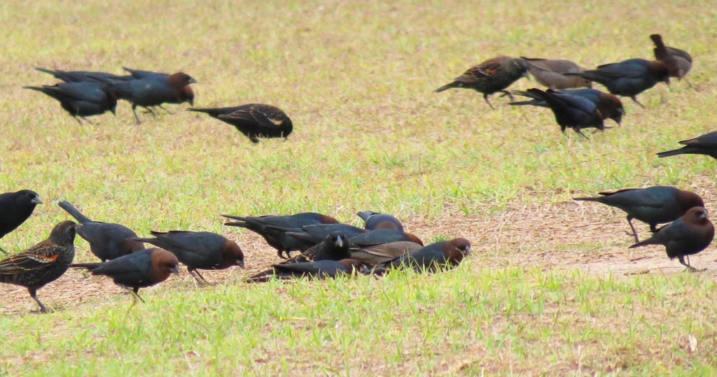 Four and Twenty Blackbirds. by grammyn