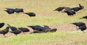 16th Feb 2012 - Four and Twenty Blackbirds.