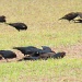Four and Twenty Blackbirds. by grammyn